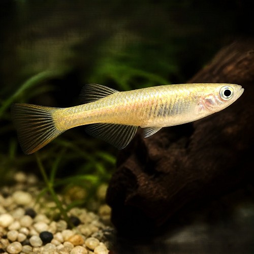 Oryzias latipes Tomoki